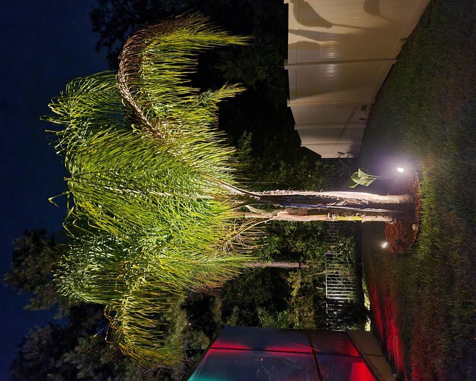 Palm Tree