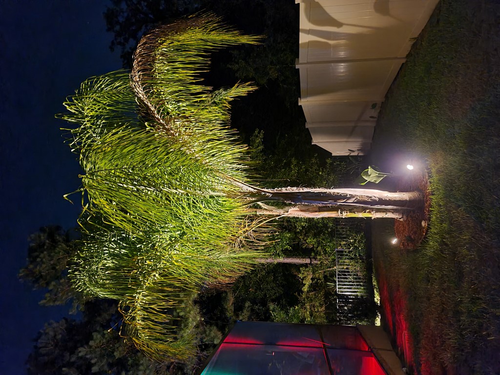 Palm Tree