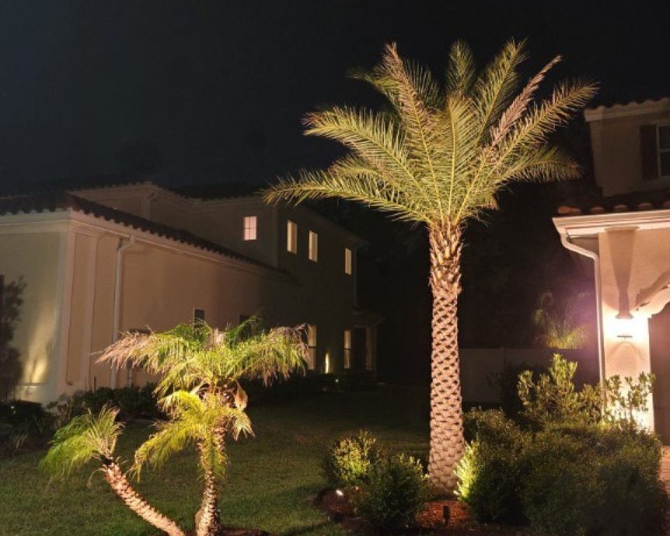 Palm Trees