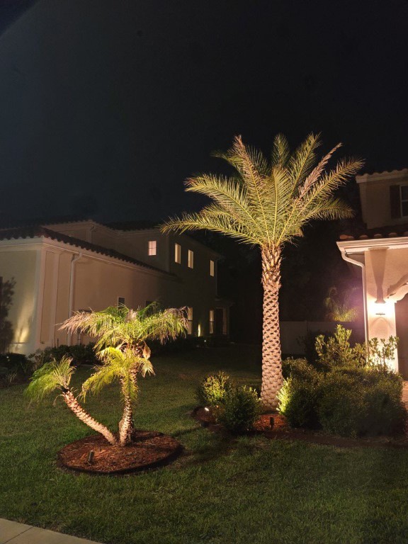 Palm Trees