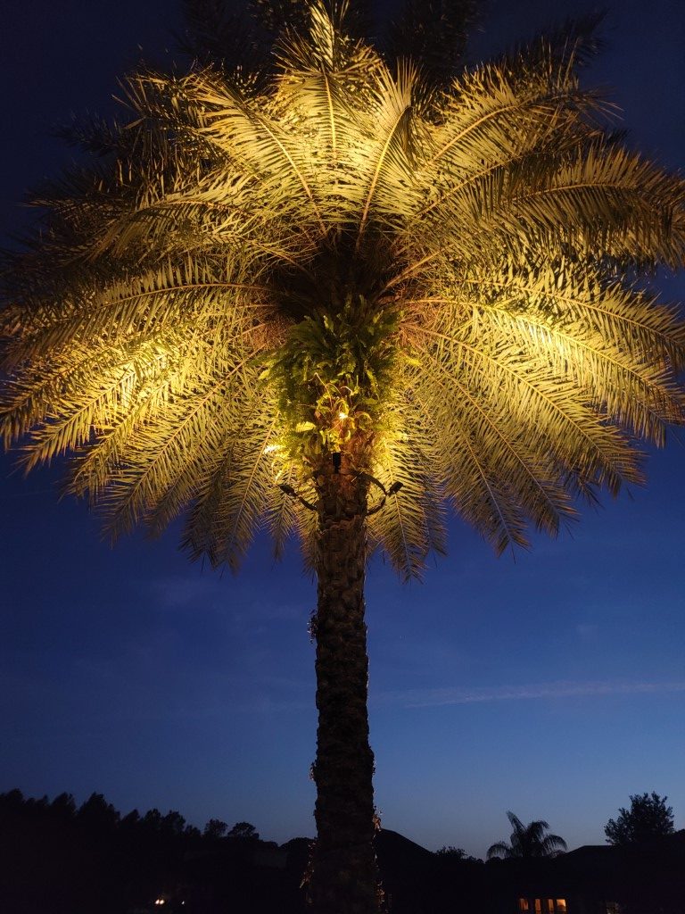 Tree Ring Canopy Lighting