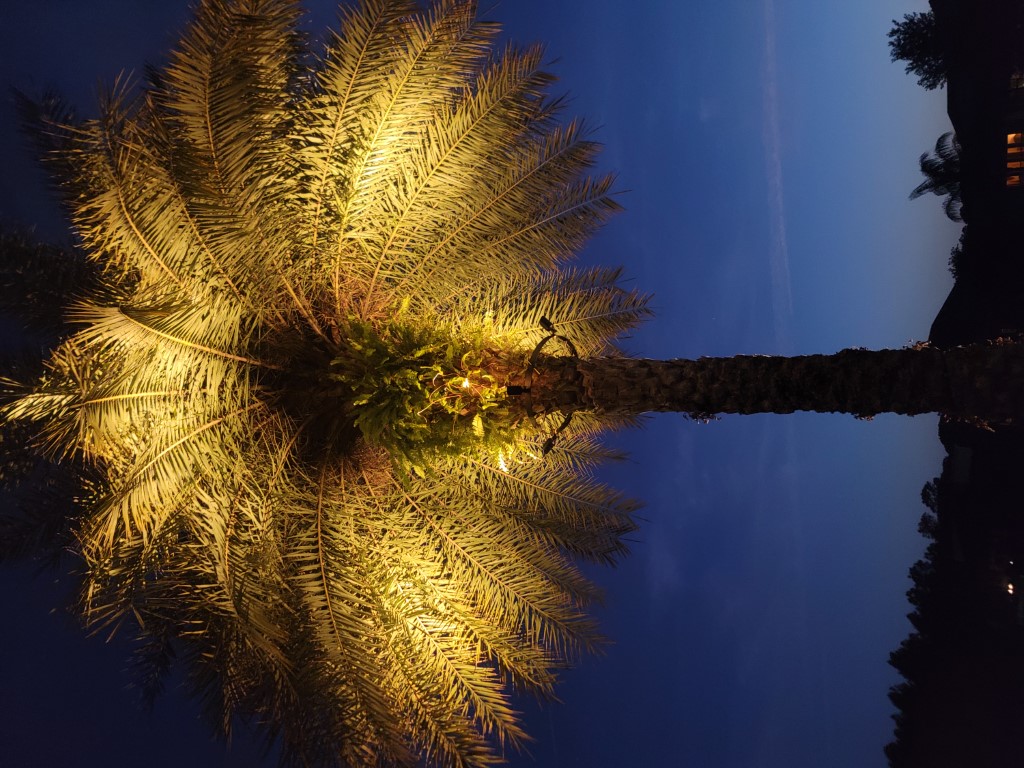 NEW! Tree Ring Canopy Lighting