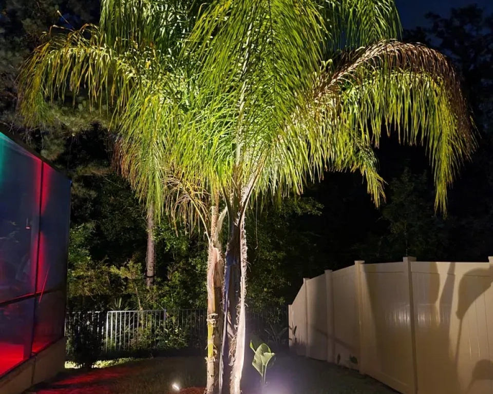 Dual Queen Palm Trees