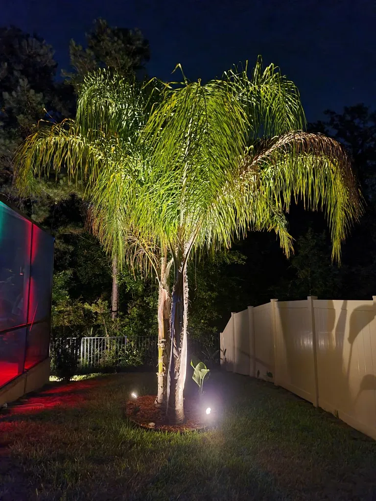 Dual Queen Palm Trees