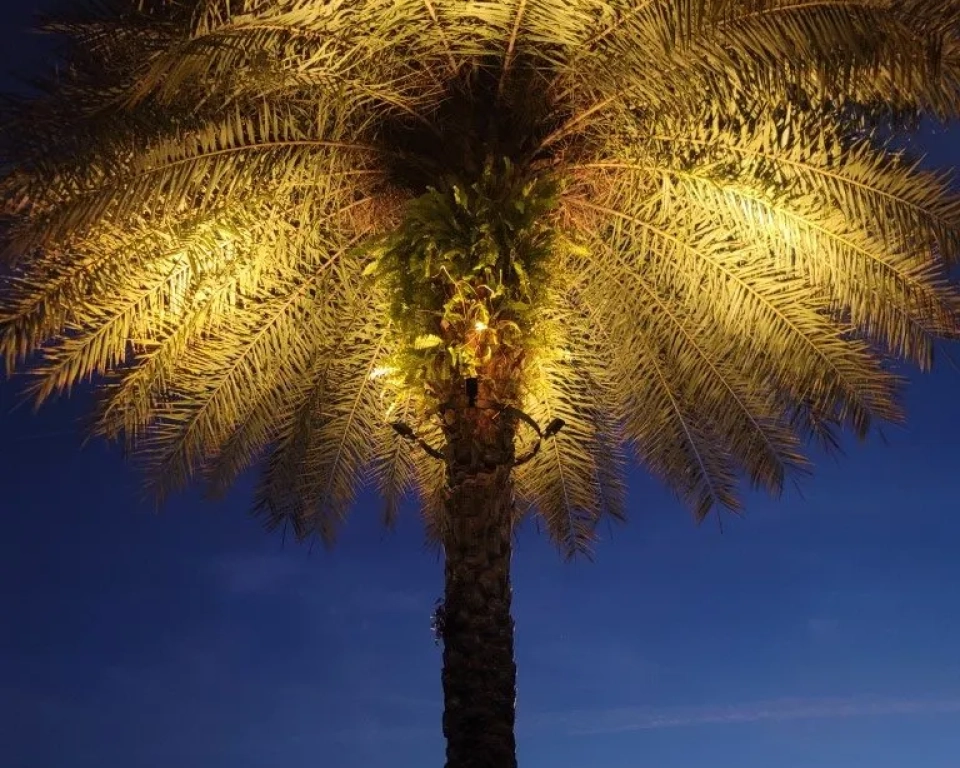 Tree Ring Canopy Lighting